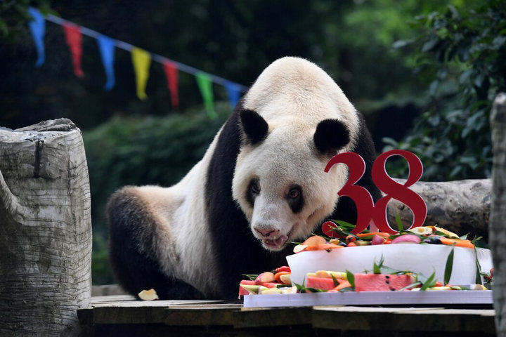 纽约时报双语：最长寿大熊猫“新星”去世，享年38岁