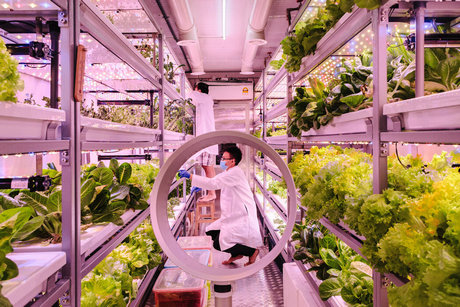 纽约时报双语：在集装箱里种菜：诞生于大流行的“垂直农场”