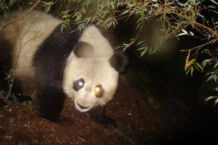 纽约时报双语：大熊猫真的是其他野生动物的“保护伞”吗？