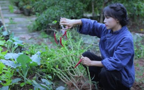 纽约时报双语：李子柒：隔离时期的田园“公主”