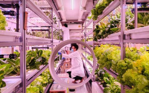 纽约时报双语：在集装箱里种菜：诞生于大流行的“垂直农场”