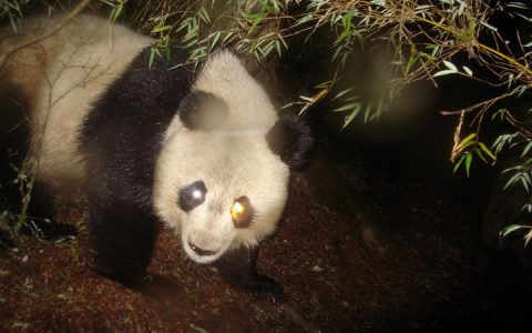 纽约时报双语：大熊猫真的是其他野生动物的“保护伞”吗？