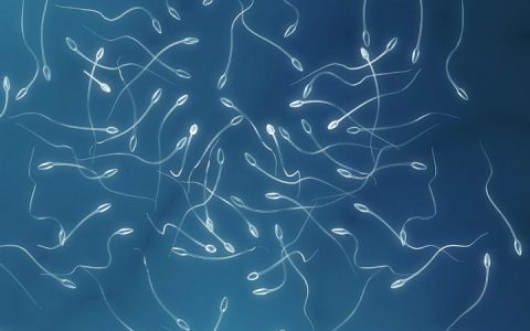 纽约时报双语：精子在告诉我们什么？